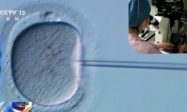 胚胎是人还是物?看全国首例”准胎儿”获赔抚养费案缩略图