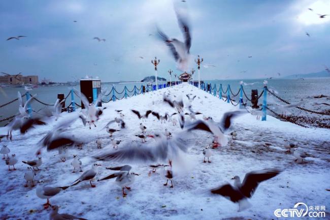 青岛：雪后海边海鸥翔集插图