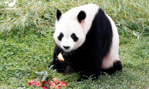 旅西大熊猫“冰星”“花嘴巴”平安归国抵达成都缩略图