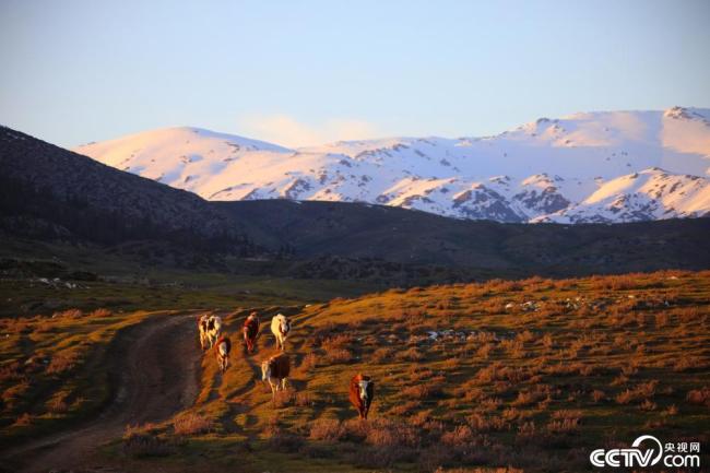 新疆阿勒泰：夕阳西下 牛群牧归插图