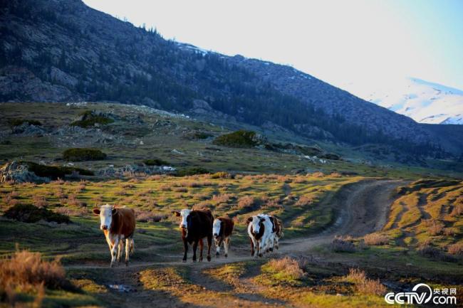 新疆阿勒泰：夕阳西下 牛群牧归插图3