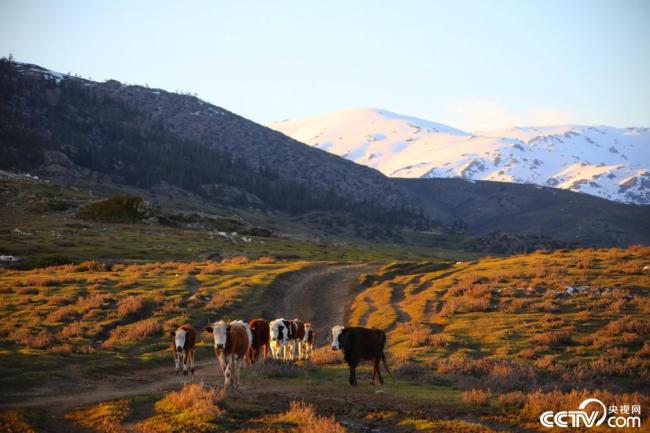 新疆阿勒泰：夕阳西下 牛群牧归插图1
