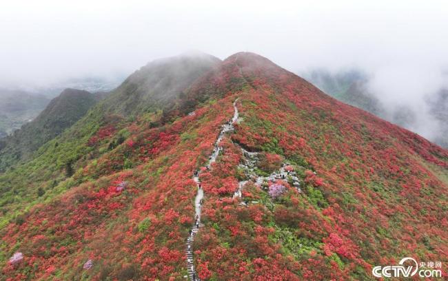 贵州丹寨：万亩野生杜鹃花盛开插图2