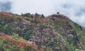 贵州丹寨：万亩野生杜鹃花盛开缩略图