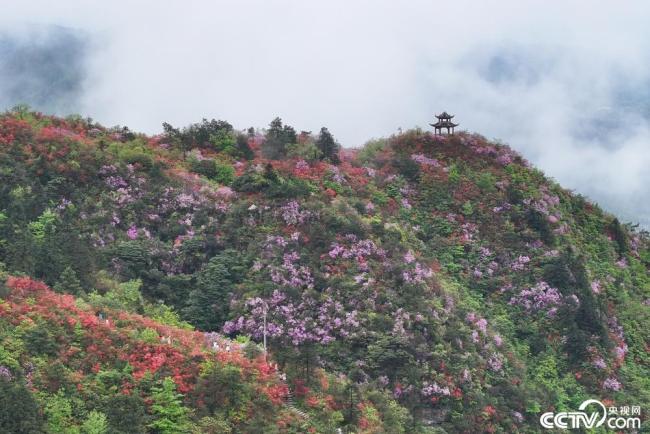 贵州丹寨：万亩野生杜鹃花盛开插图