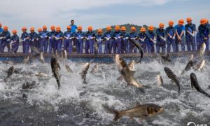 杭州千岛湖上演“巨网捕鱼”盛景缩略图